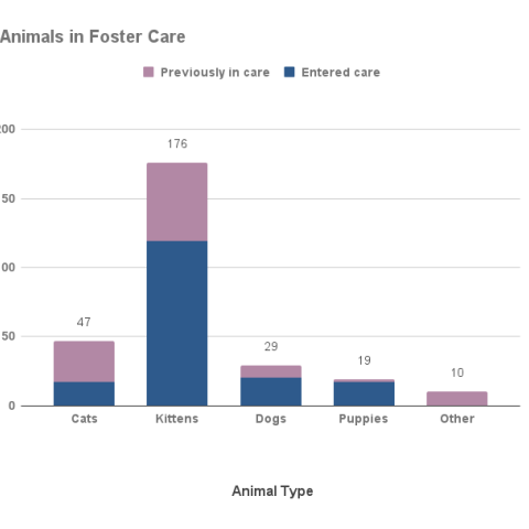 June 2023 Animals in Foster Care