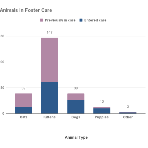 Animals in foster care - October 2023