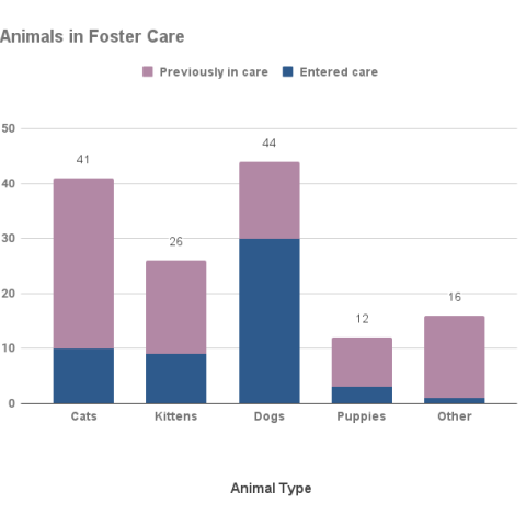 February 2024 Animals in Foster Care