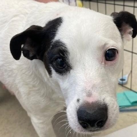 Daisy, a dog transferred to Jack Russell Rescue - Oregon Washington & Idaho in January 2024
