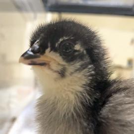 Gertrude, a young chicken adopted in January 2021