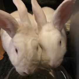Skadi and Ullr, two white rabbits