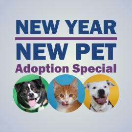 New Year New Pet Adoption Special graphic