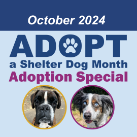 Adopt a Shelter Dog Month Adoption Special - October 2024