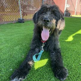 Floop the Dog Approves of the Play Yard Improvements