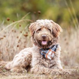 Oliver, a dog at Oregon Humane Society