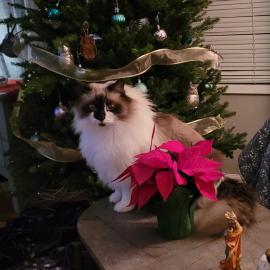 Hazelnut Latte the cat, posing next to the tree and a poinsettia