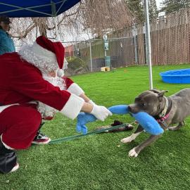 Warren (Santa) tug-a-war with Kirk (333596)