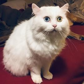 A white cat with different-colored eyes