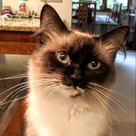A siamese cat looking at the camera