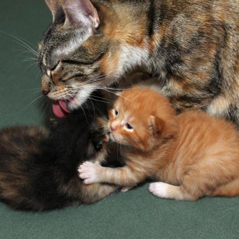 A mom cat grooming her kittens