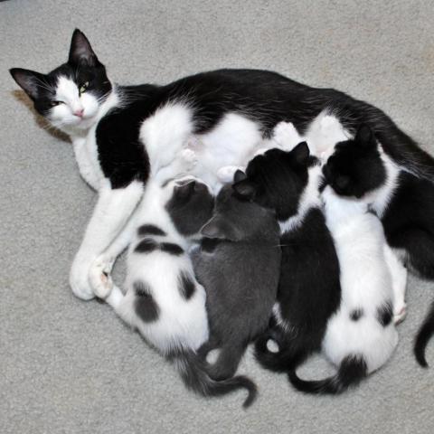 A mother cat nursing a litter of kittens