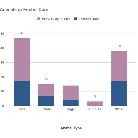 February 2022 animals in foster