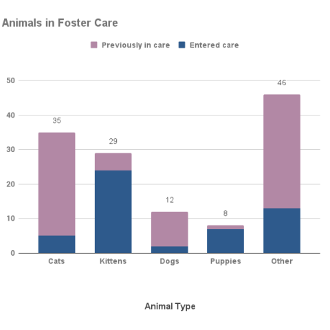 Animals in foster care - March 2022