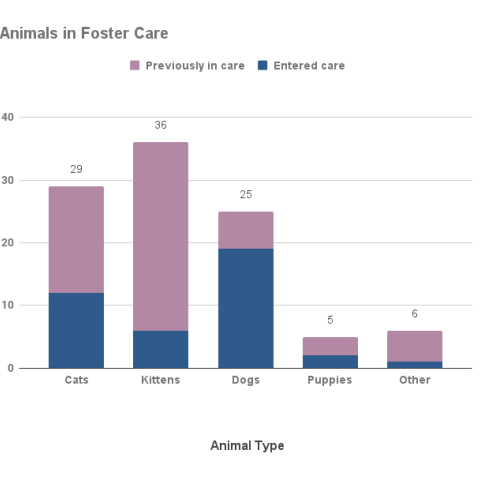 January 2023 - Animals in Foster Care