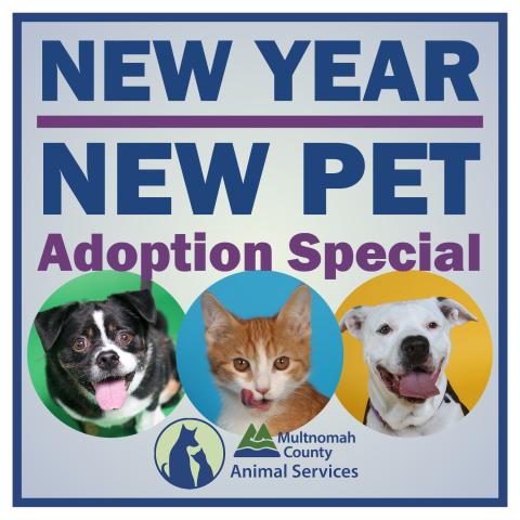 New Year New Pet Adoption Special graphic