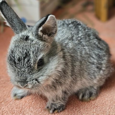 Silvi, a rabbit adopted in July 2024