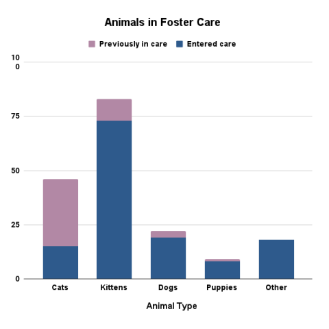 May 2024 - Animals in foster care