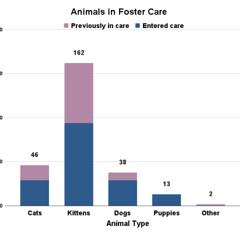 June 2024 animals in foster care