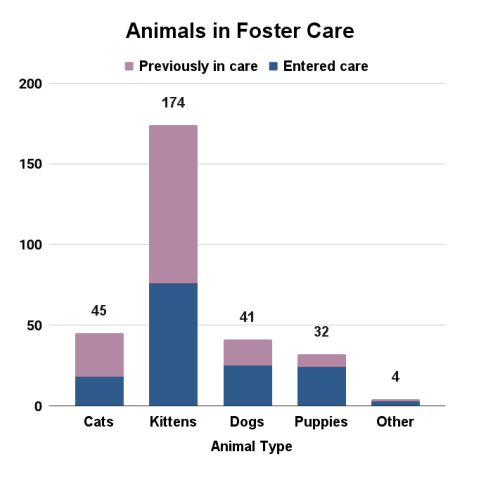 July 2024 animals in foster care