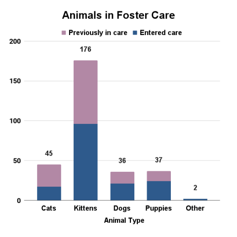 August 2024 animals in foster care