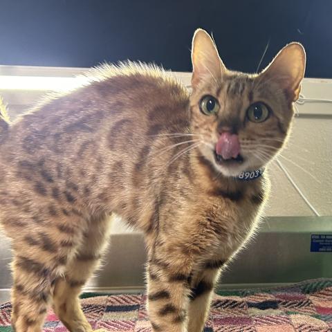 Jeanette the cat, adopted from Cat Adoption Team after transfer from Multnomah County Animal Services