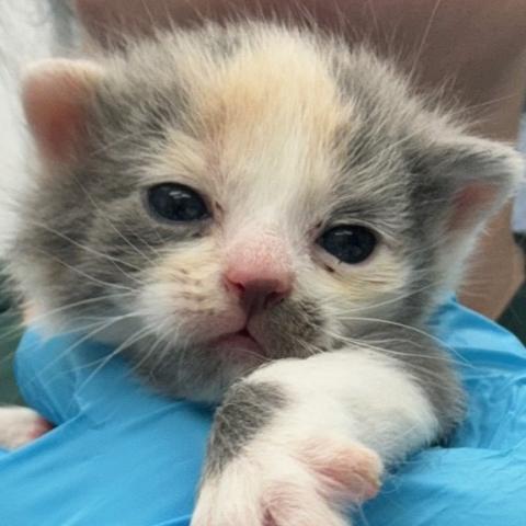 Cinder, a kitten adopted in September 2024