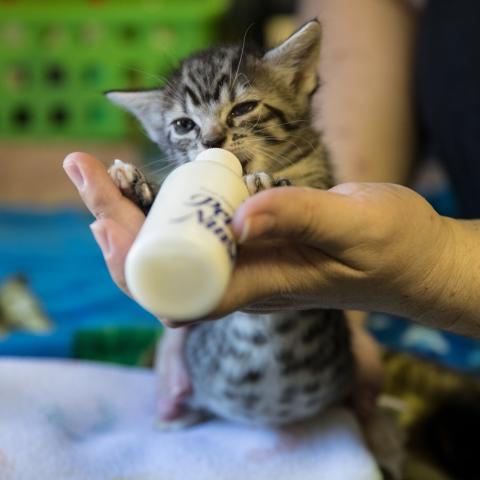 Bottle baby kitten during feeding