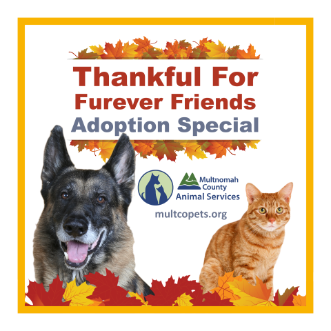 Thankful for Furever Friends Adoption Special graphic