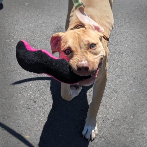 Harleigh (318292), a dog adopted in July 2024, with a stuffed toy