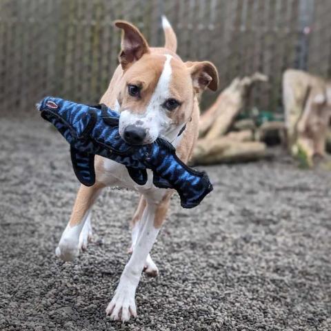 Ozzy (308324), a dog adopted in March 2024, with a stuffed toy