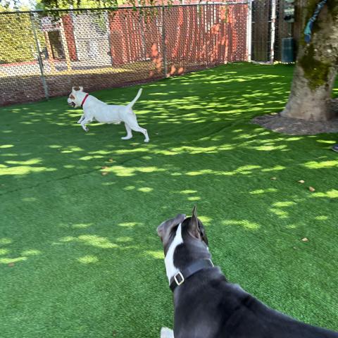 Dogs play on their new artificial turf in the play yards