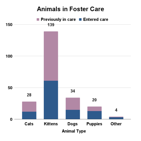 Animals in foster care - October 2024