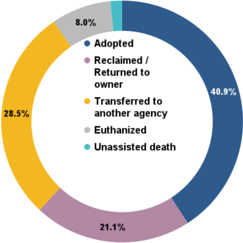 Total animal outcomes - October 2024