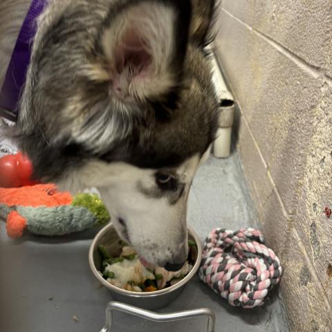 A shelter dog enjoys the meal