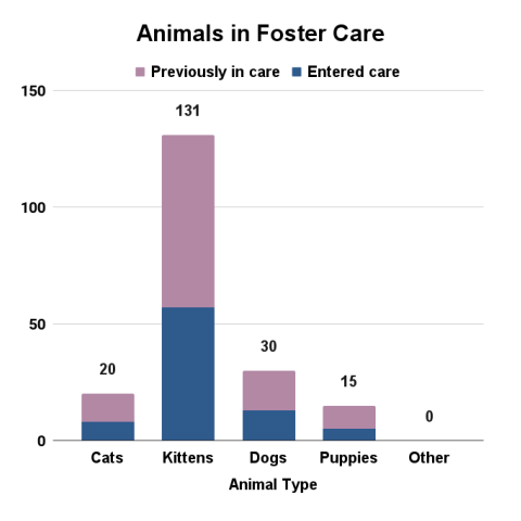 Animals in foster care - November 2024