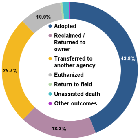 Total animal outcomes - November 2024