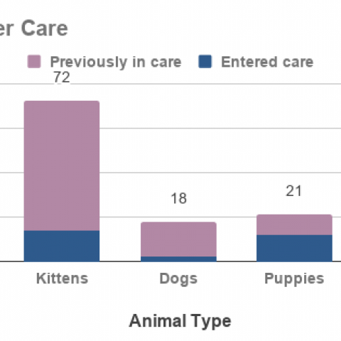 Graph - Animals in Foster Care