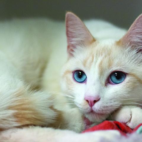 Cream colored cat with brilliant blue eyes laying down