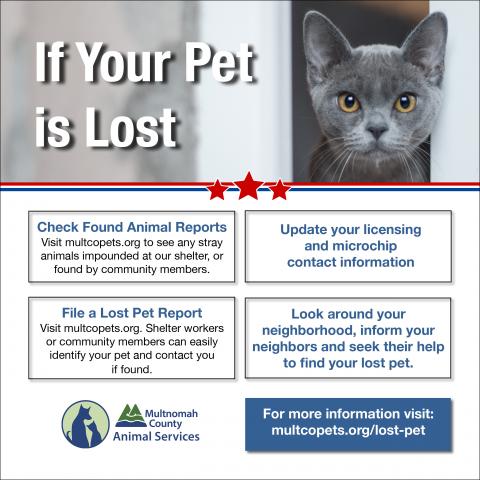 Animal control hot sale lost cat