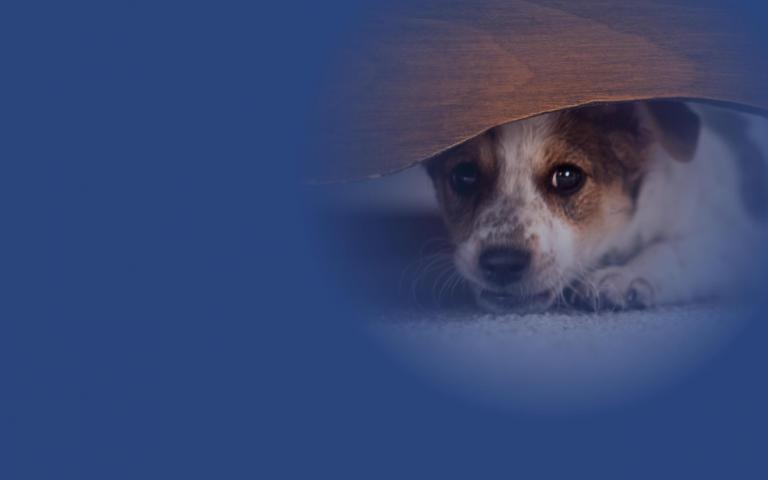 Dog hiding under the bed