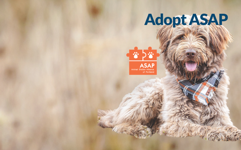 Adopt ASAP graphic with logo and dog in a field