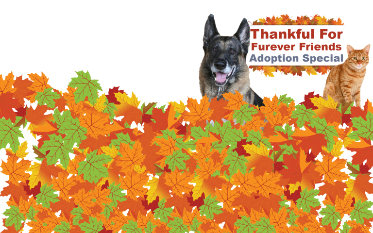 Thankful for Furever Friends Feature Image