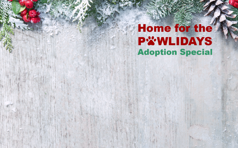 Home for the PAWlidays Adoption Special feature graphic